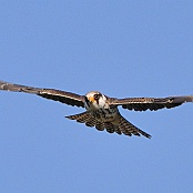 Red-footed Falcon  "Falco vespertinus"